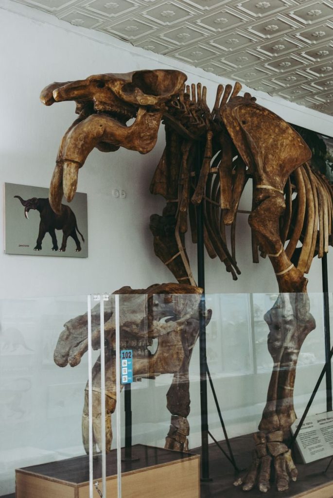 A detailed photograph of a mastodon skeleton in a museum exhibit behind a glass barrier.