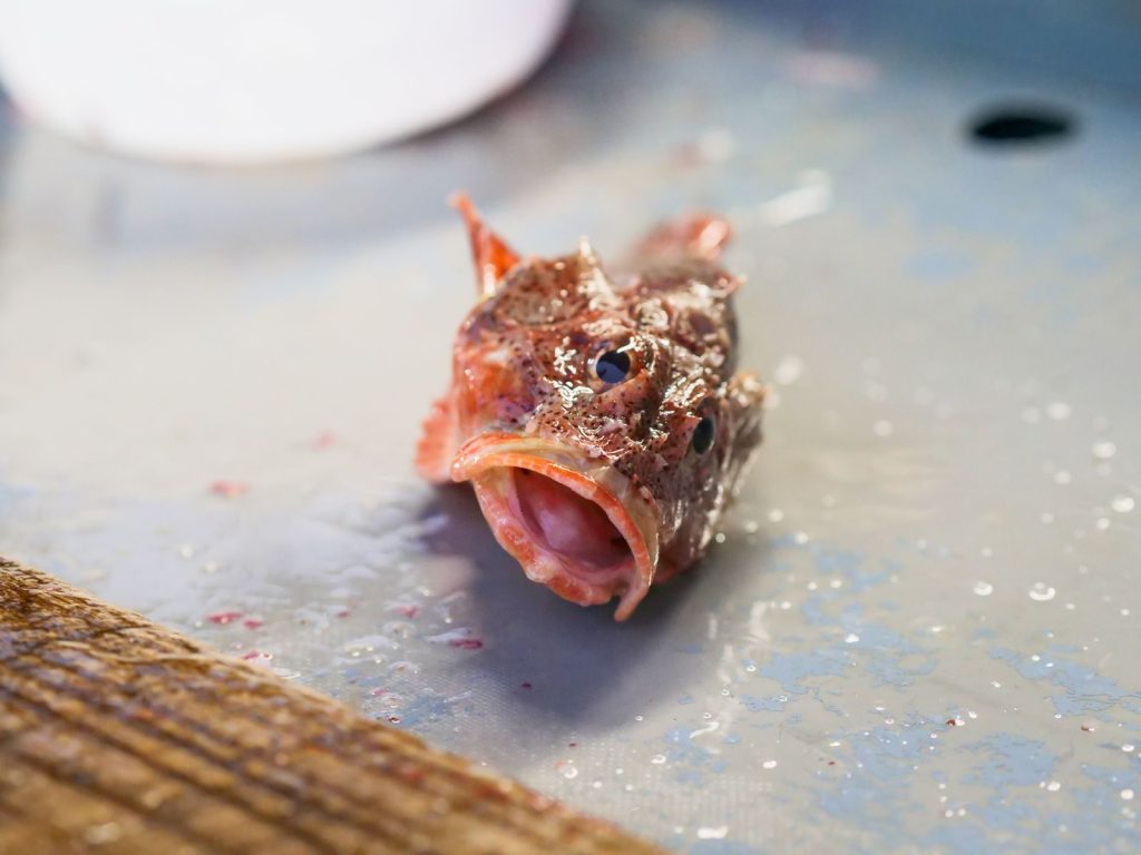 Detailed view of a fresh raw sculpin fish displayed on ice for cooking or sale.