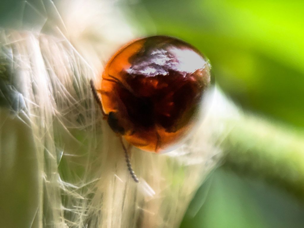 a close up of a bug on a plant