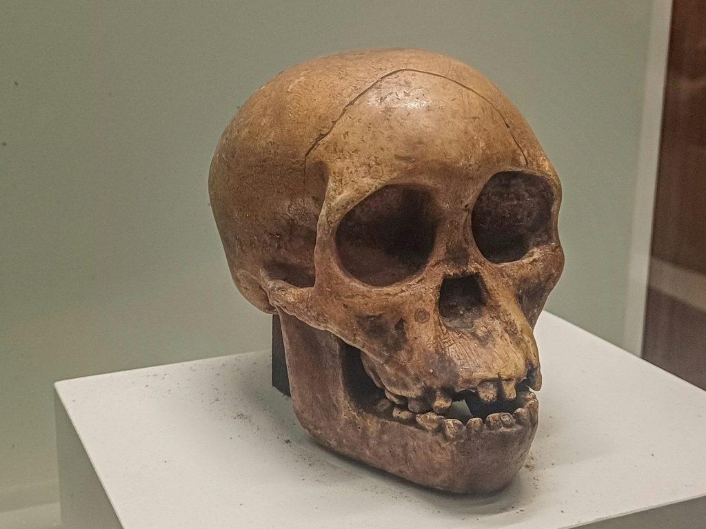 A hominid skull on display at a museum.