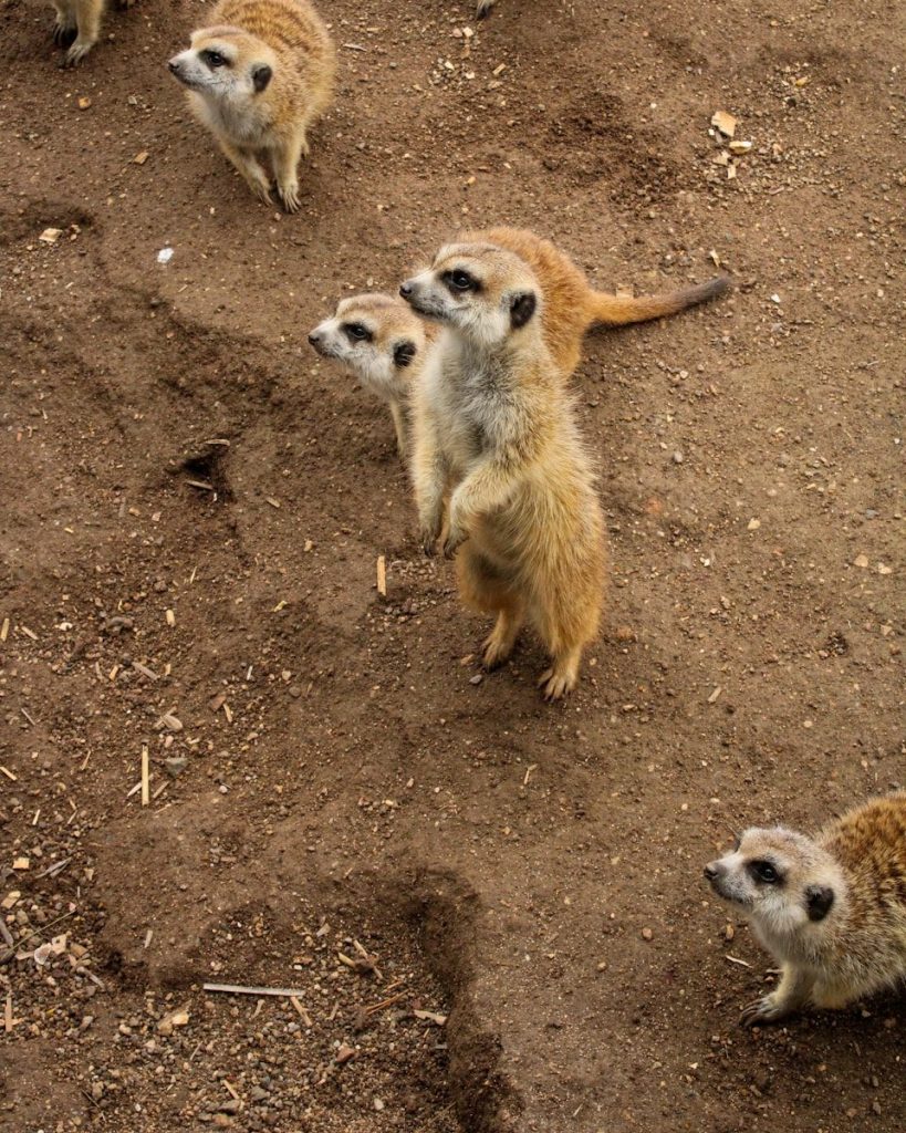 A group of meerkats stand alert on the dirt.
