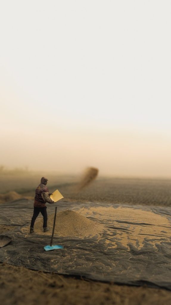 Farmer winnowing grain in a misty field at sunrise.