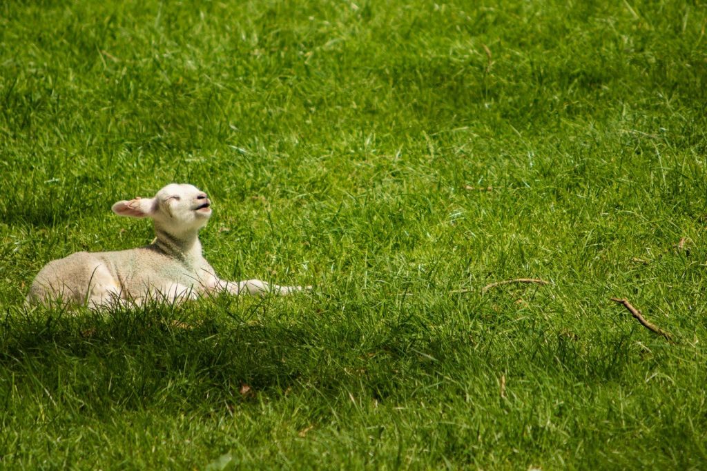 white sheep on green grass field during daytime