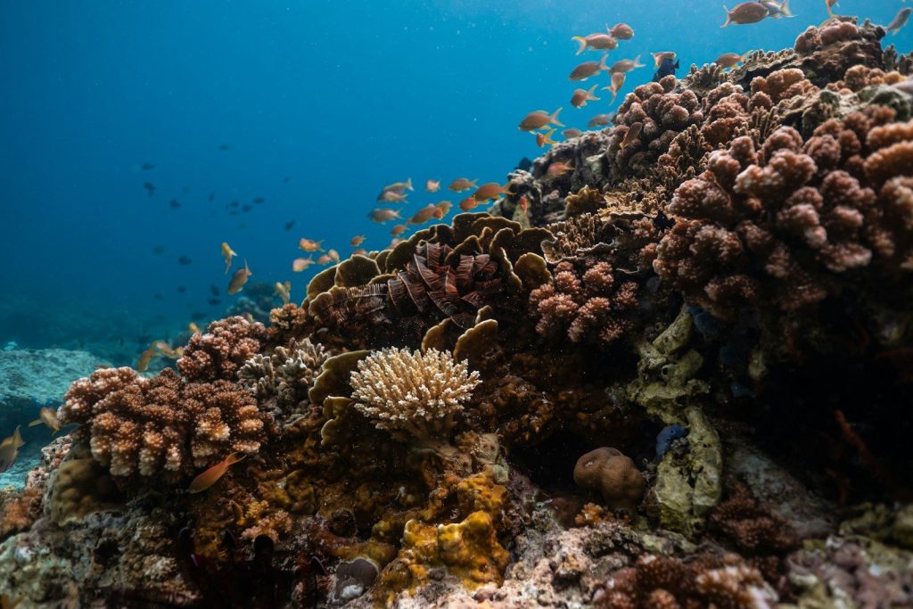 School of fish swims above colorful coral reef