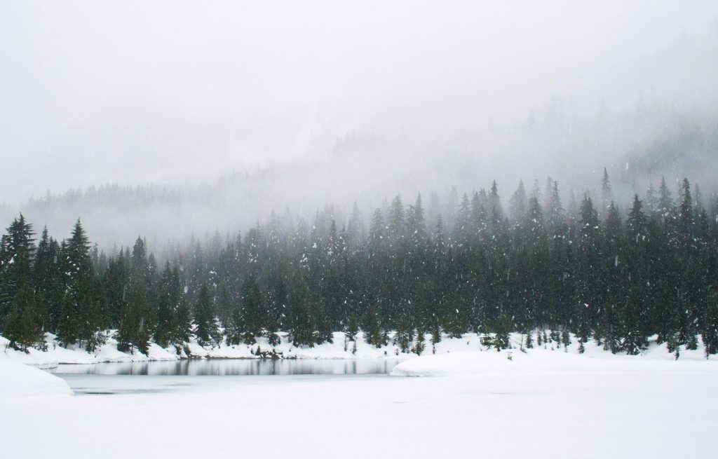 snow field and green pine trees during daytime