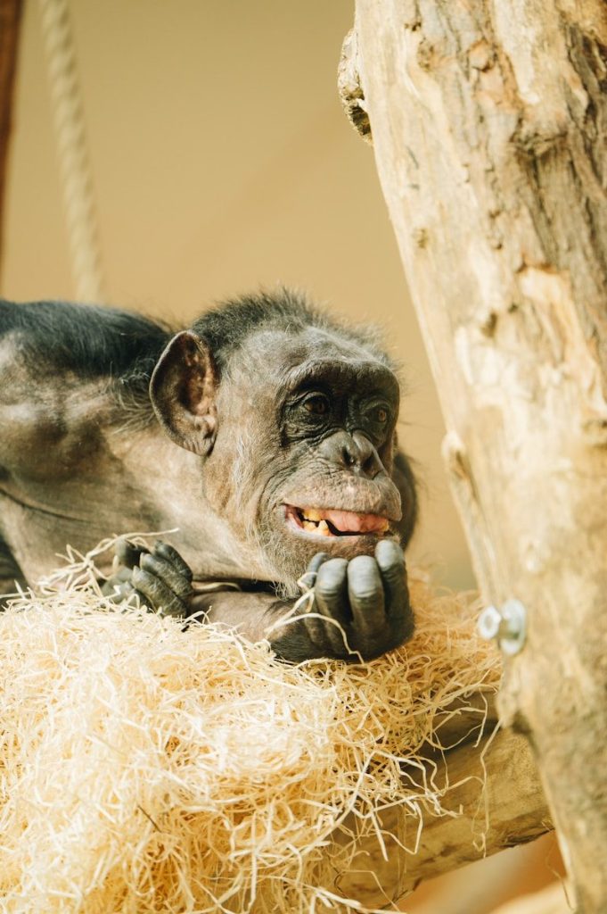 A smiling chimpanzee looks thoughtfully at something.