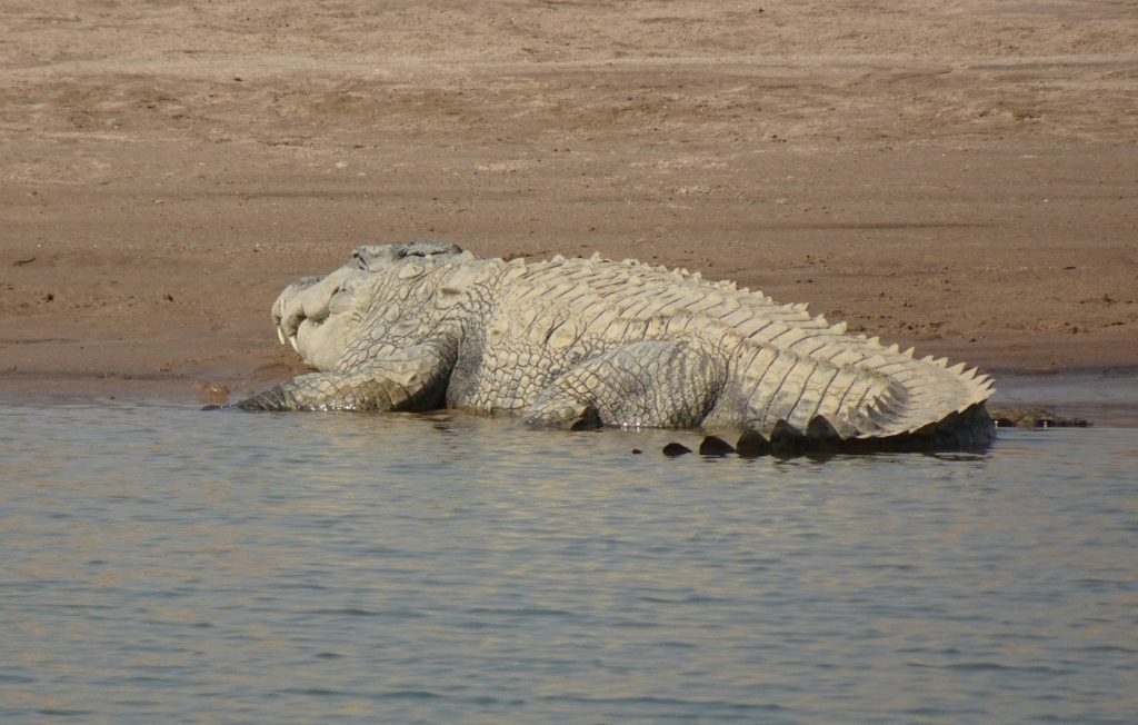 a large alligator is sitting in the water