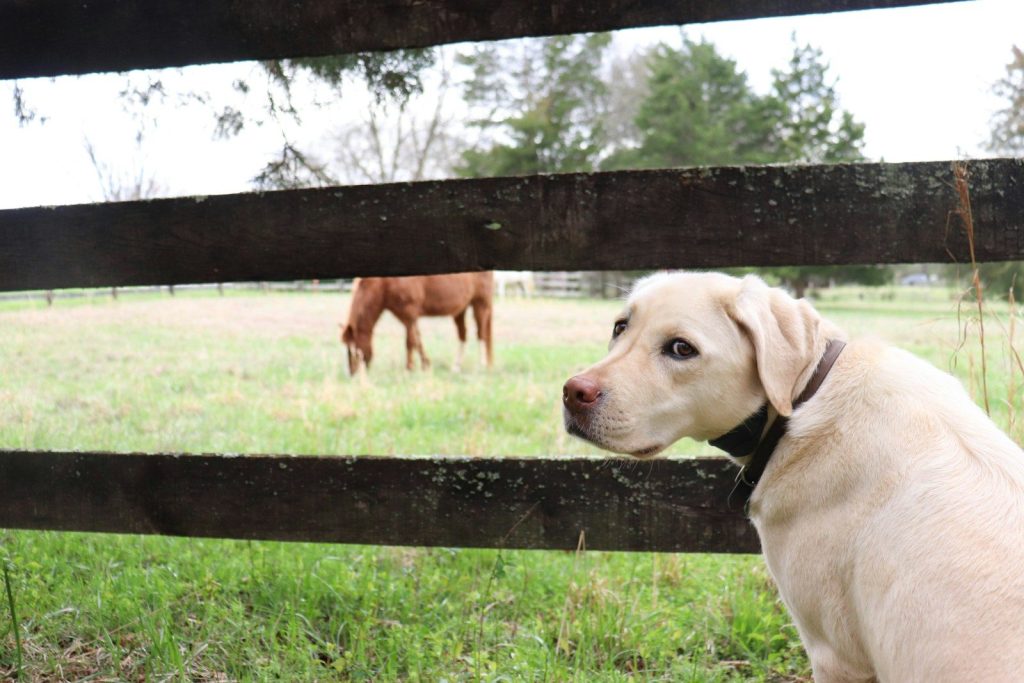a dog looking at a horse