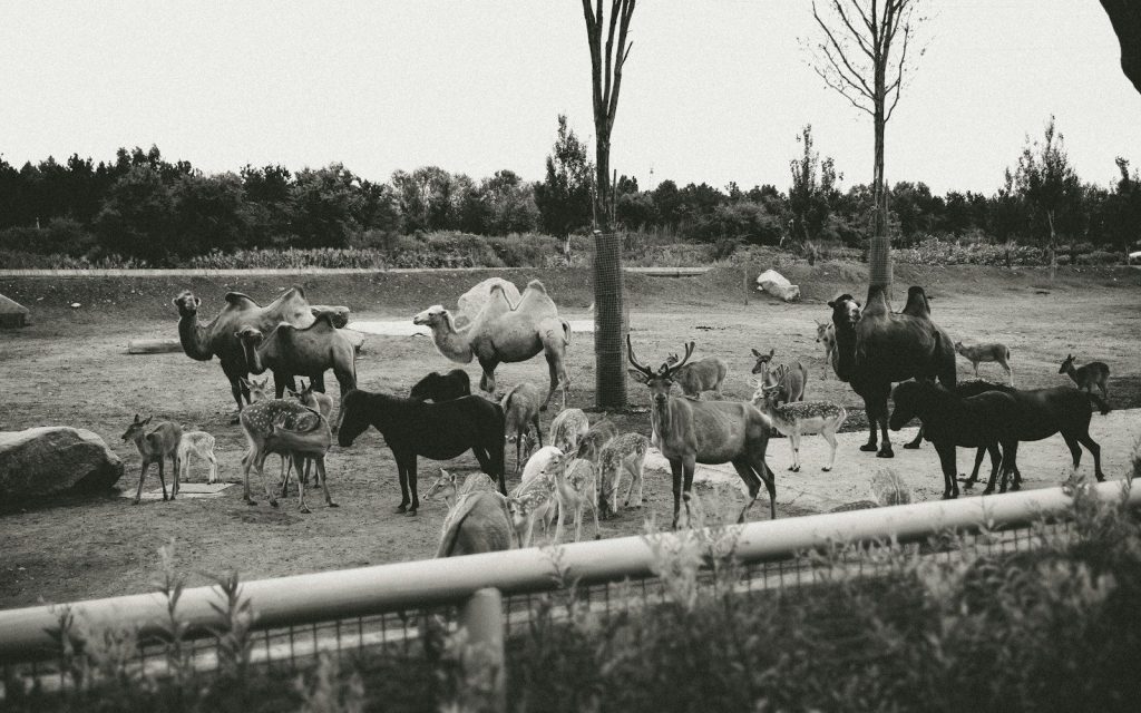 a herd of animals standing on top of a dirt field