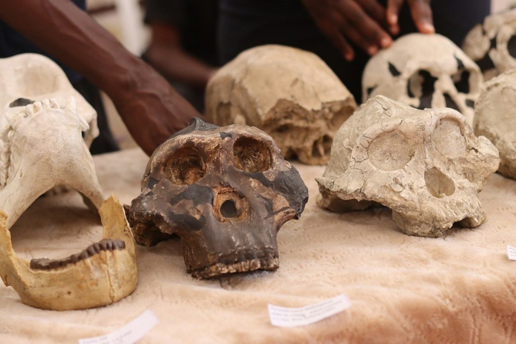 a table topped with lots of different types of skulls