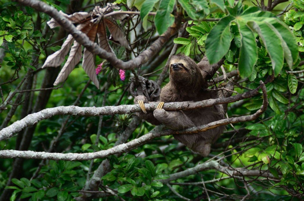 brown sloth climbs tree