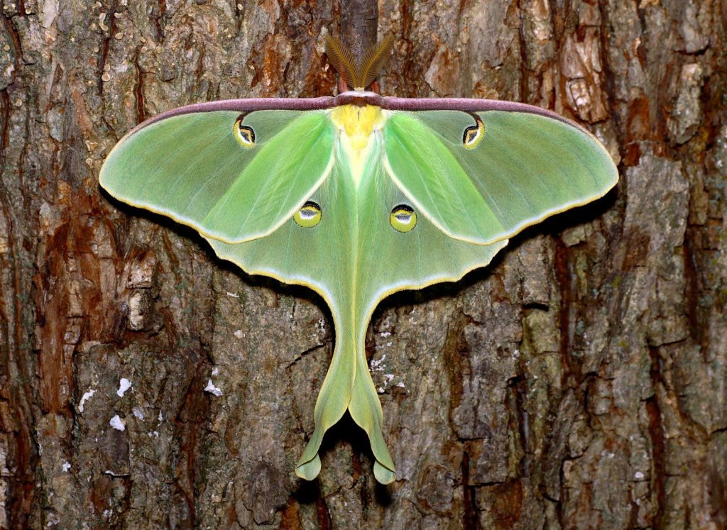 A green luna moth rests on a tree trunk.