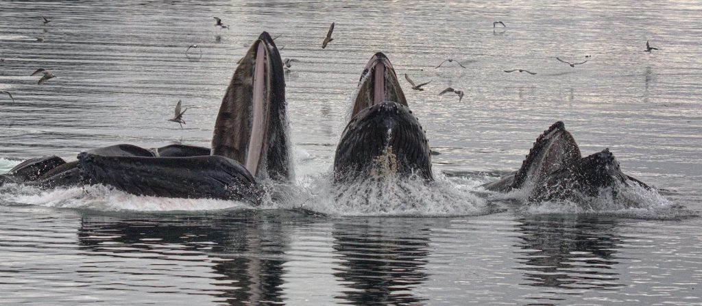 black whale