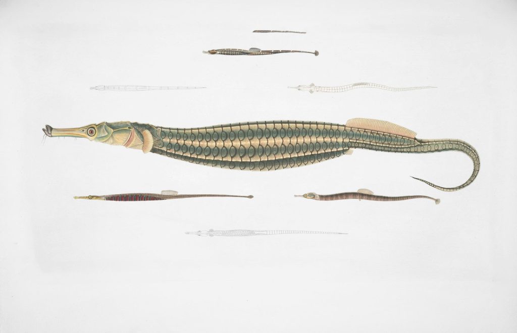 Several types of pipefish and seahorses displayed