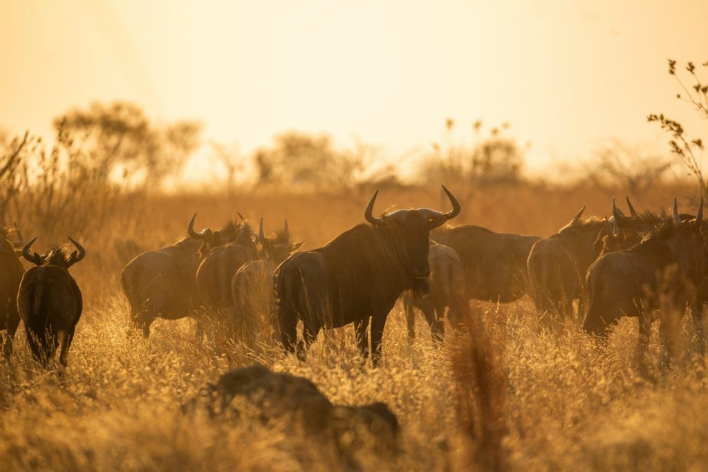 herd of water buffalo on field during daytime