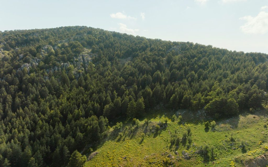 Lush green forest blankets a large hillside.