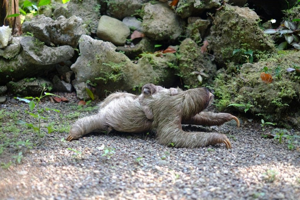 two sloths lying on soil at daytime