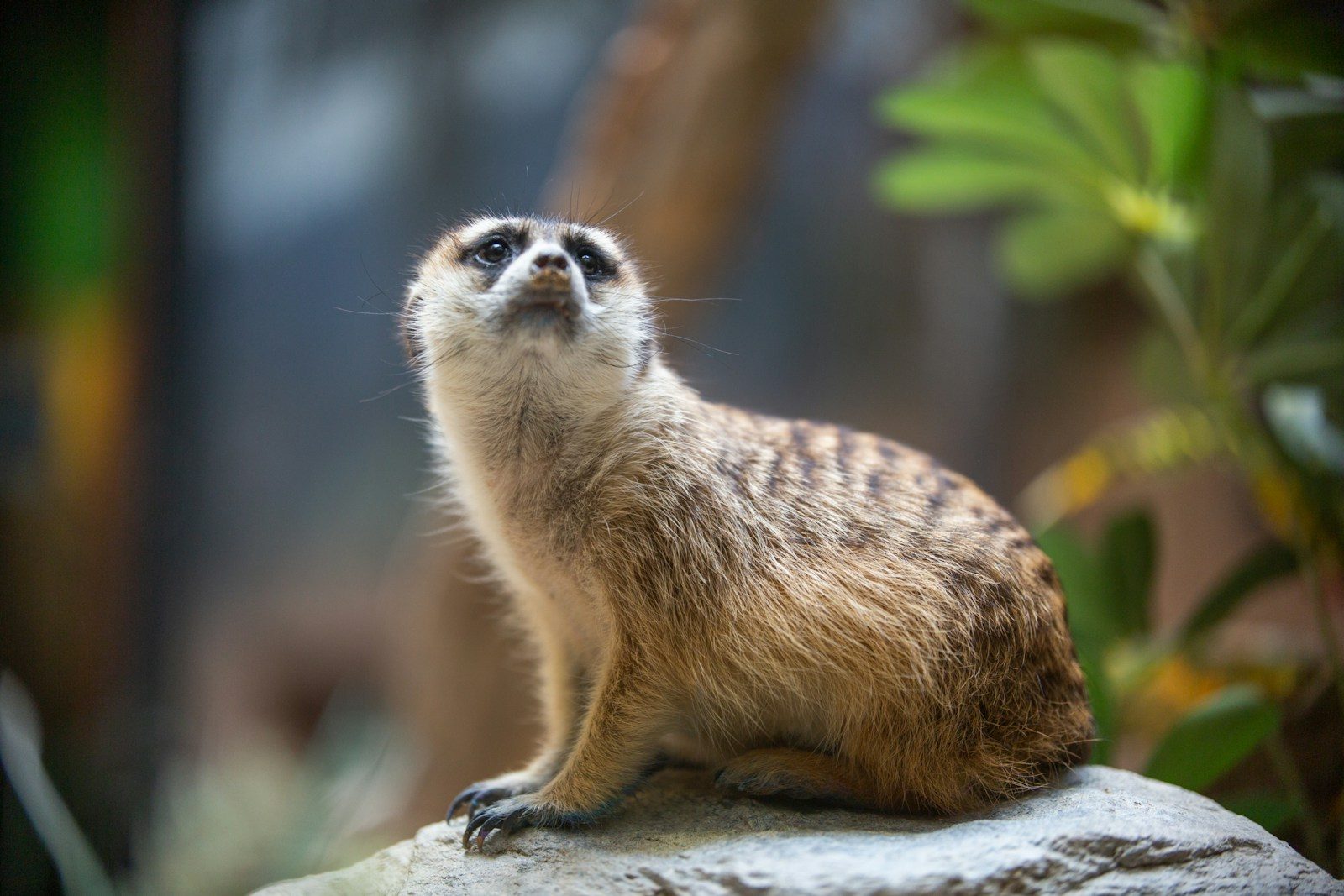 A meerkat sits on a rock, looking upwards.